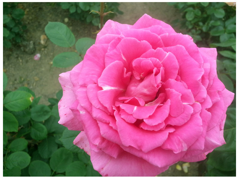rose_12.jpg