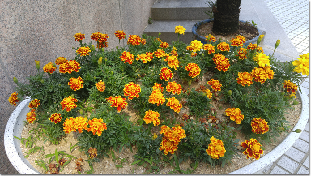 20170611_161823 (4).jpg