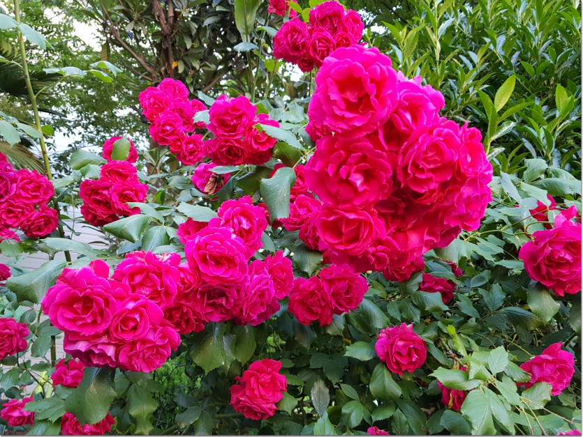 20190521_090605.jpg