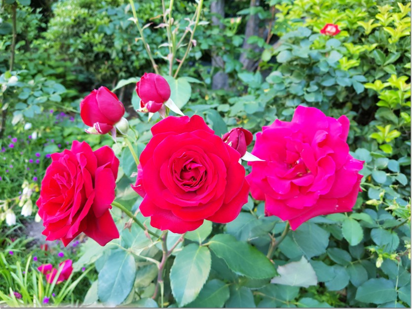 20190517_131454.jpg