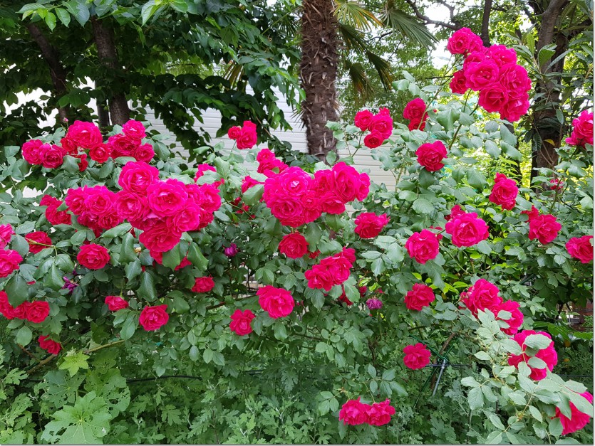 20190517_105245.jpg