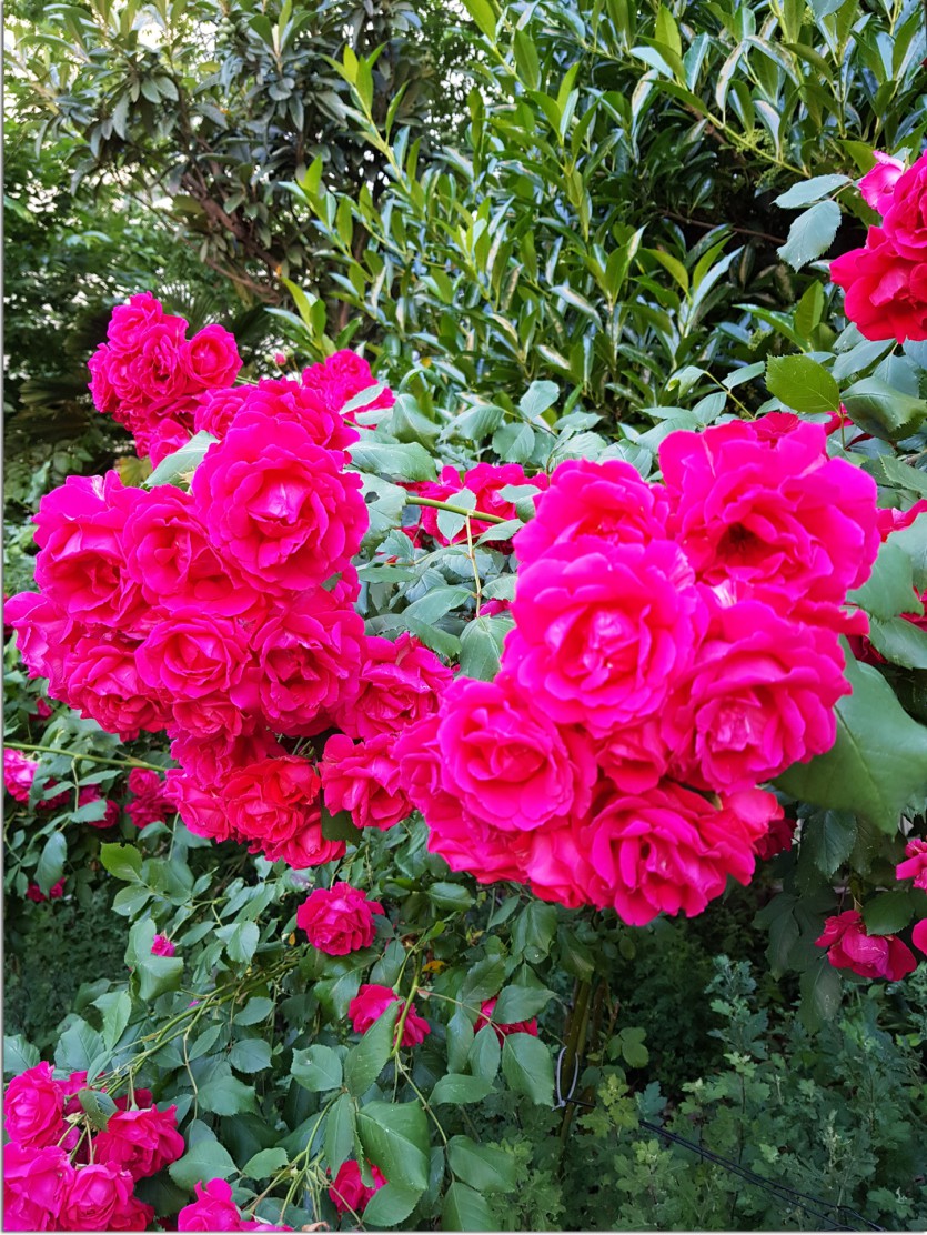 20190521_091507.jpg
