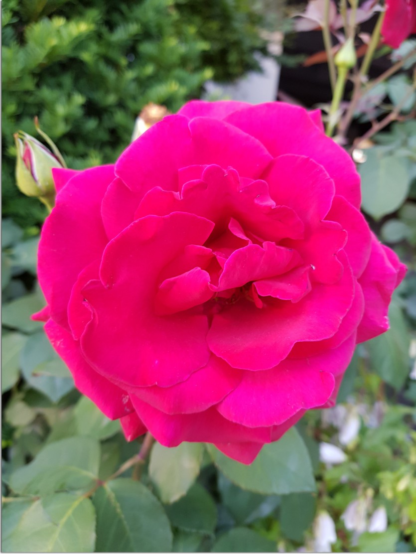20190517_105410.jpg