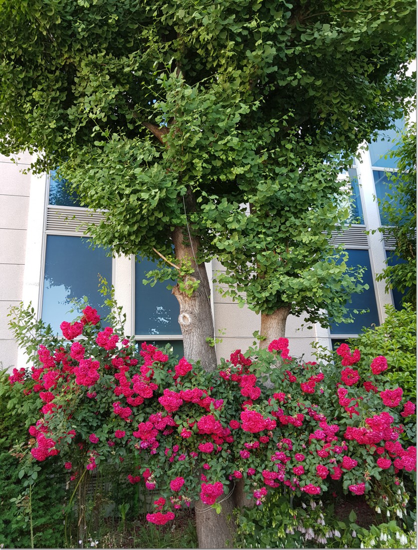 20190517_105243.jpg