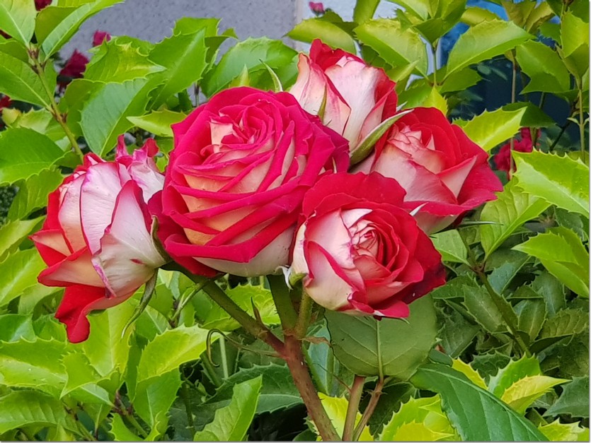 20190521_090107.jpg