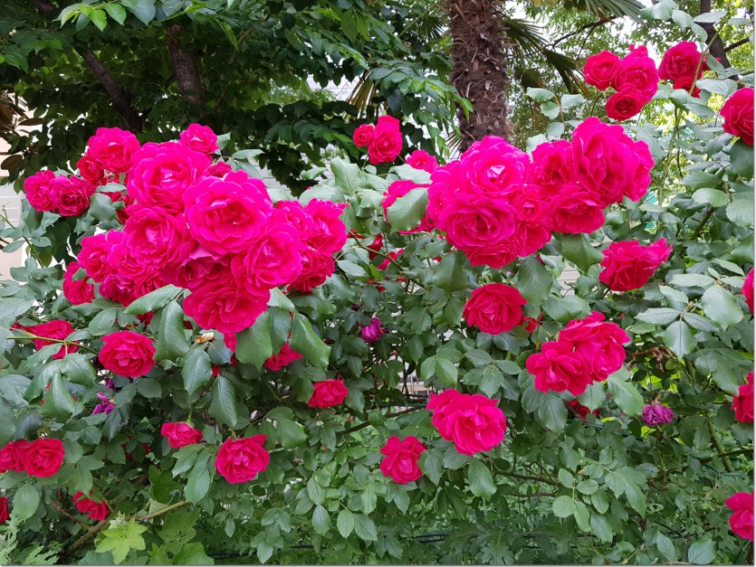 20190516_110612.jpg