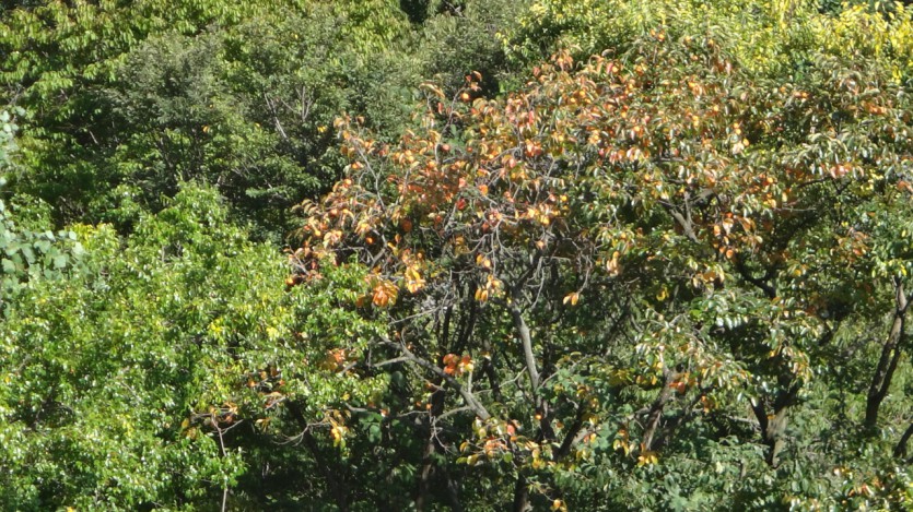 DSC03622.JPG