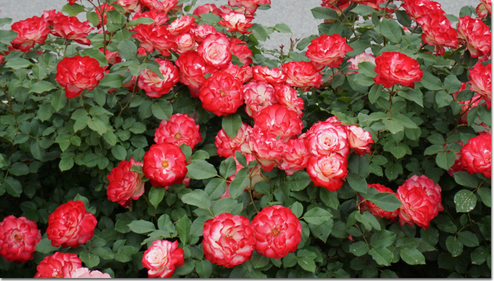 20170524_132622 (21).jpg