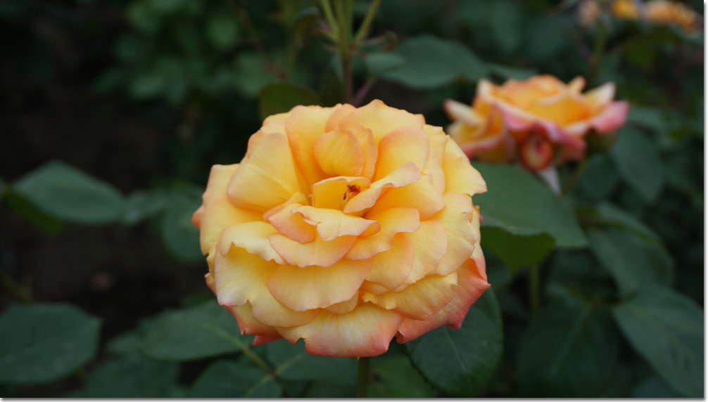 20170524_132622 (15).jpg