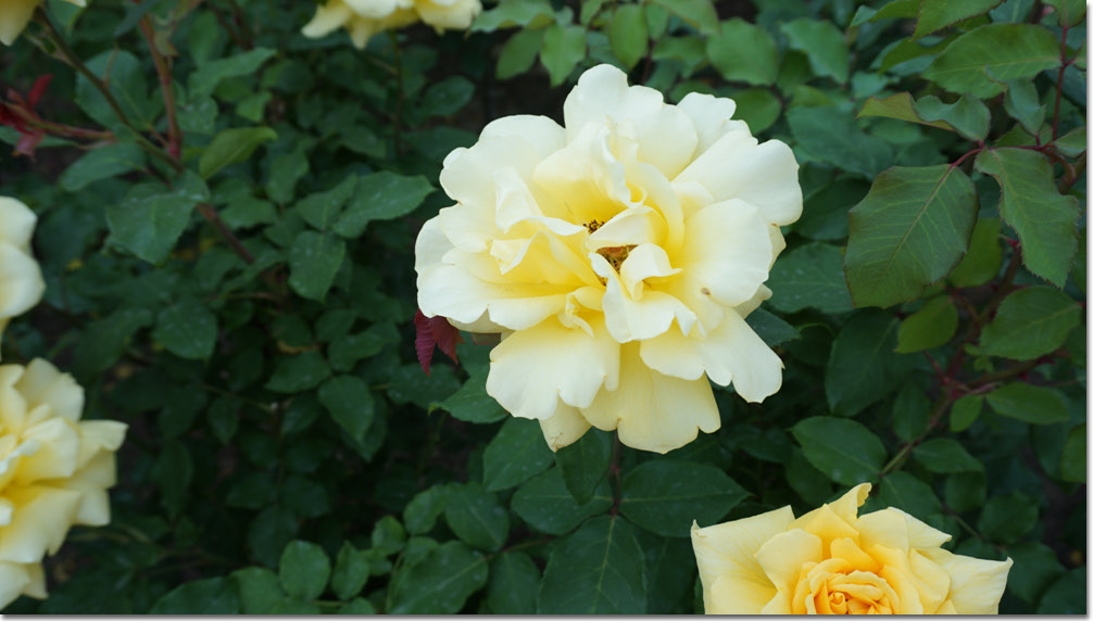 20170524_132622 (7).jpg