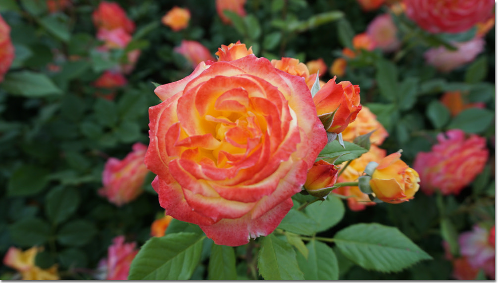 20170524_131110 (8).jpg