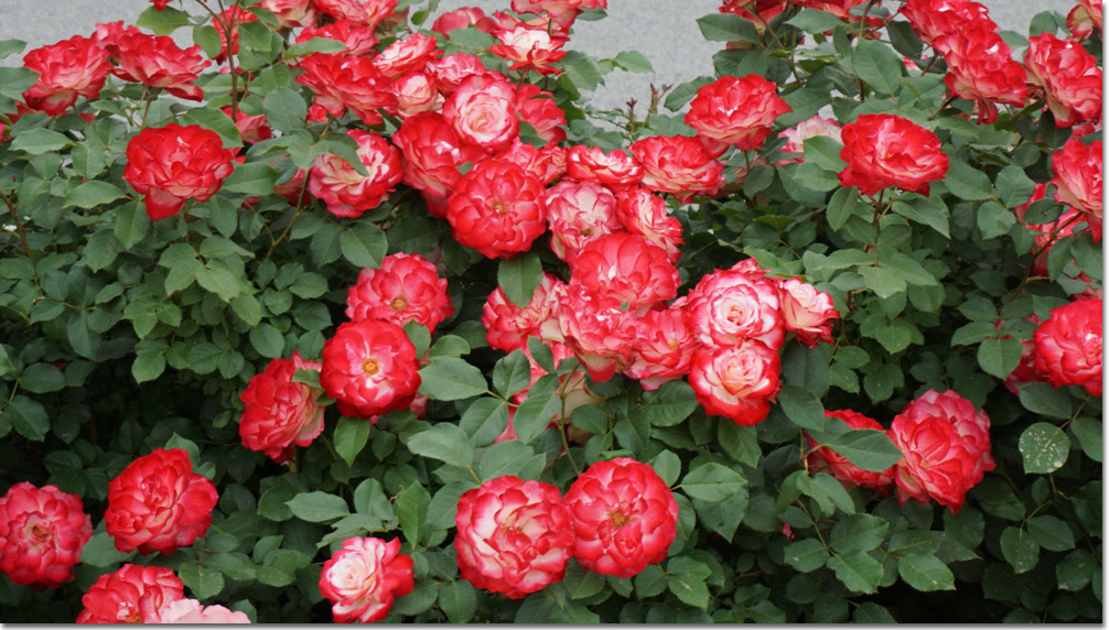 20170524_131110 (10).jpg