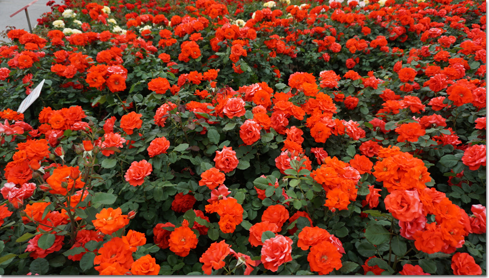 20170524_132623 (19).jpg