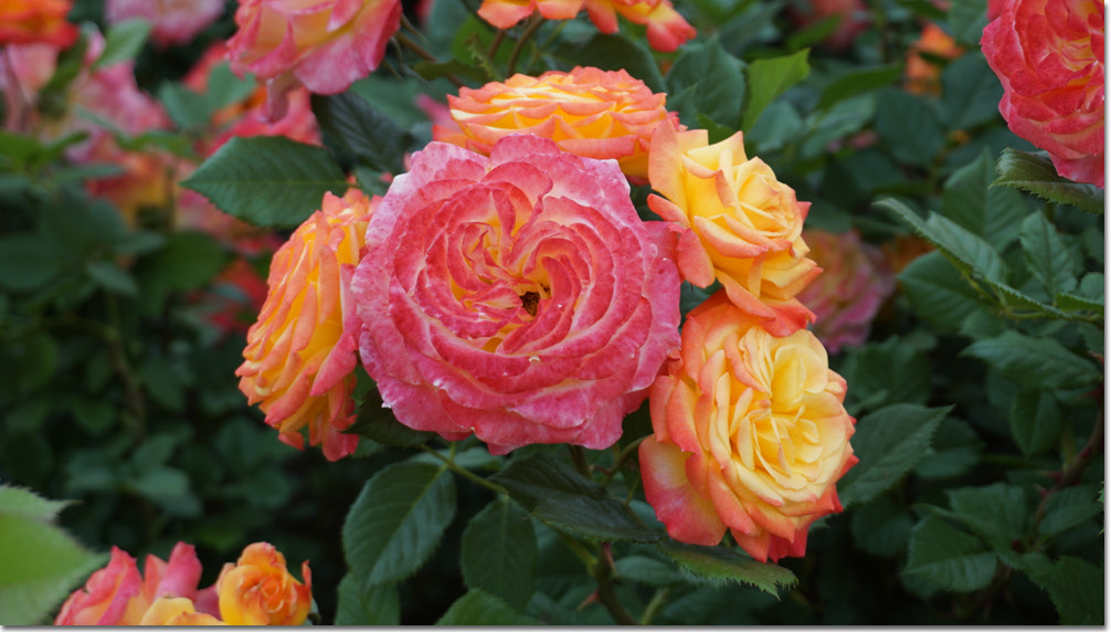 20170524_131110 (6).jpg