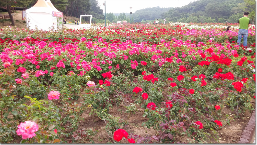 20170524_133305 (2).jpg