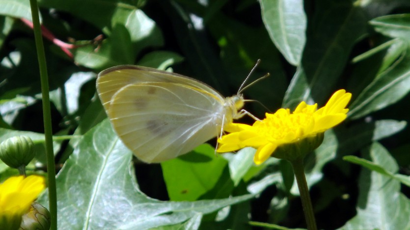 DSC02562.jpg