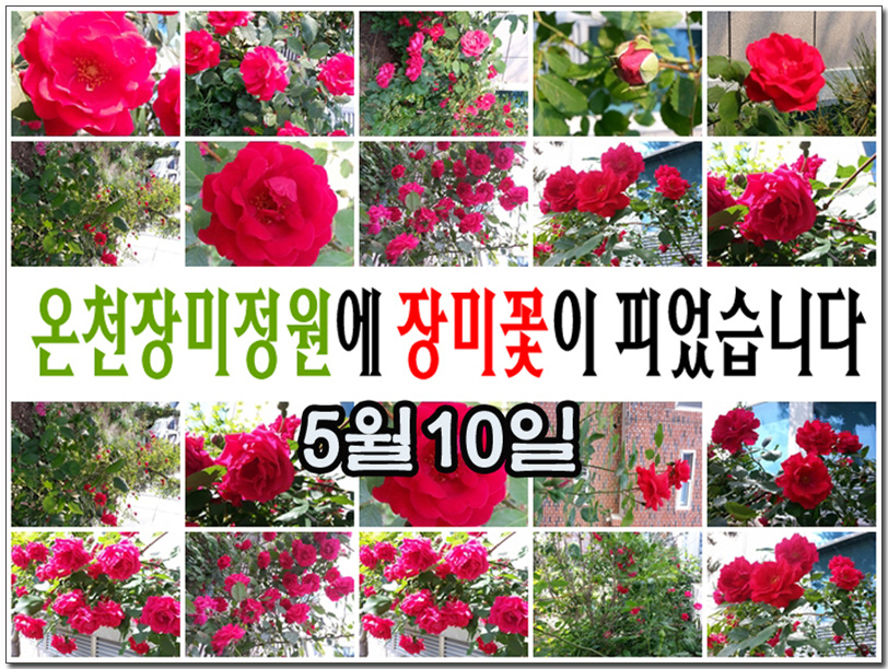5월10일 온천교회 장미동산.jpg