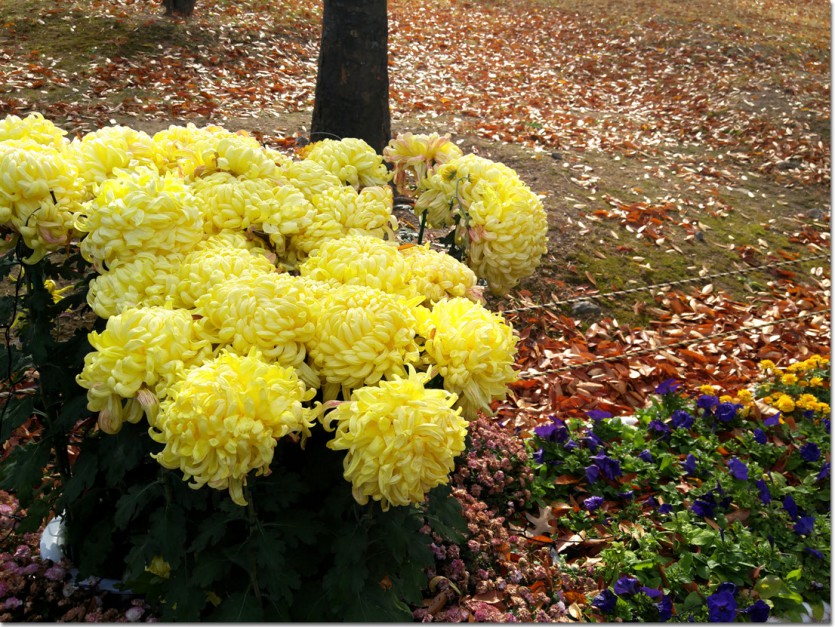 20171110_100002.jpg