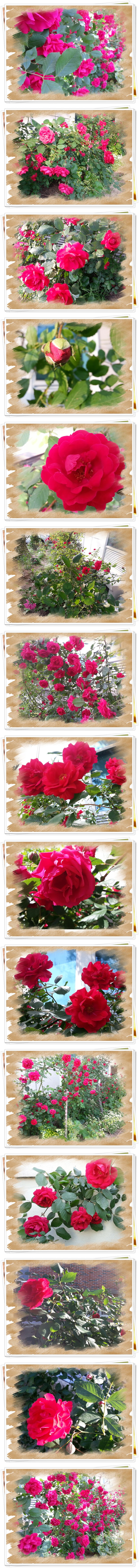 rose_list.jpg