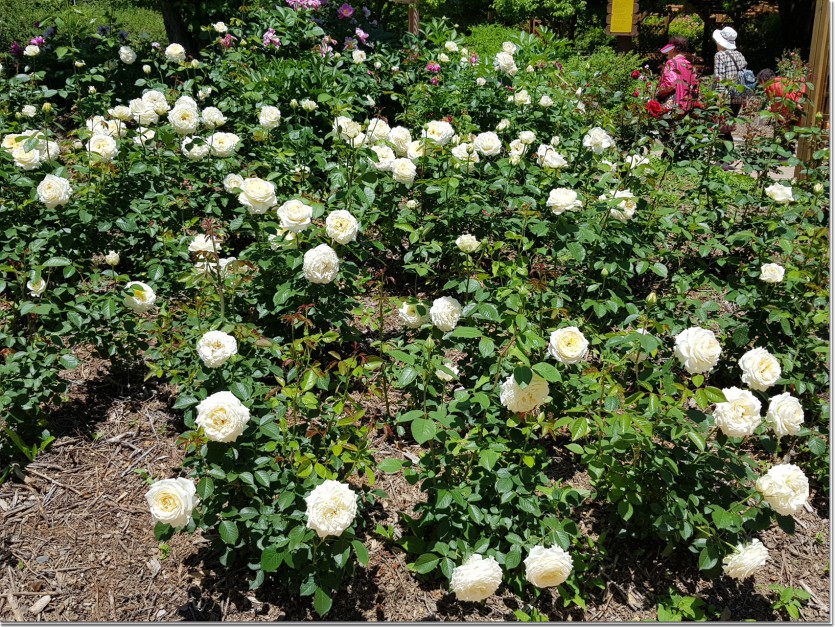 20190522_120525.jpg